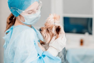 Yorkshire Terrier köpeği ve veteriner kliniğindeki genç bayan veteriner..