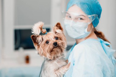 Yorkshire Terrier köpeği ve veteriner kliniğindeki genç bayan veteriner..