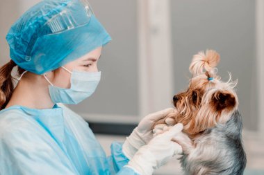 Yorkshire Terrier köpeği ve veteriner kliniğindeki genç bayan veteriner..