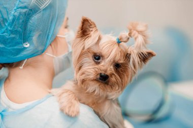 Yorkshire Terrier köpeği ve veteriner kliniğindeki genç bayan veteriner..