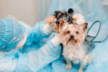 Yorkshire Terrier köpeği veteriner kliniğinde..