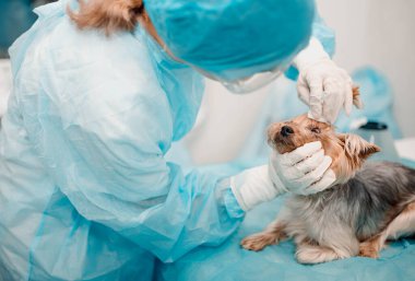 Yorkshire teriyer köpeği veteriner kliniğinde, doktor köpek gözlerine bakar..