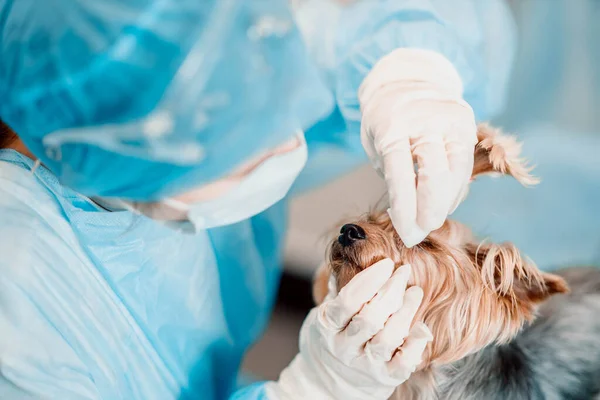 Yorkshire Terrier Perro Una Clínica Veterinaria Médico Trata Los Ojos — Foto de Stock