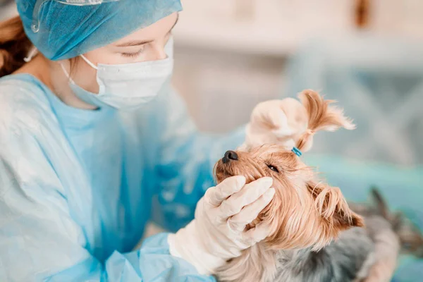 Yorkshire terrier dog in a veterinary clinic, the doctor treats the dog eyes.