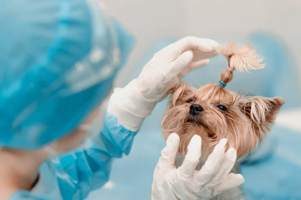 Veterinario Comprueba Examina Los Dientes Perro Terrier Yorkshire — Foto de Stock