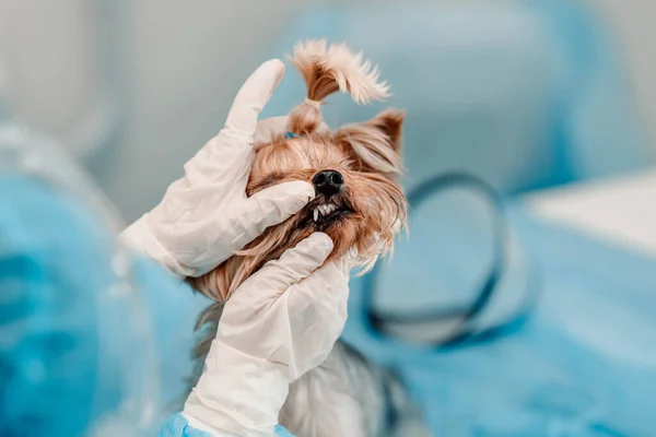 Veterinário Verifica Examina Dentes Cão Terrier Yorkshire — Fotografia de Stock