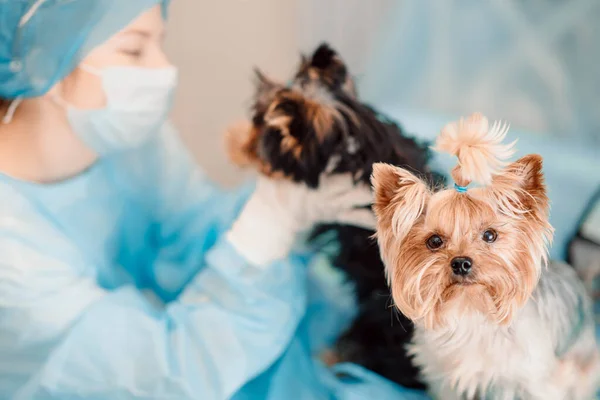 Yorkshire Terrier dog in a veterinary clinic.