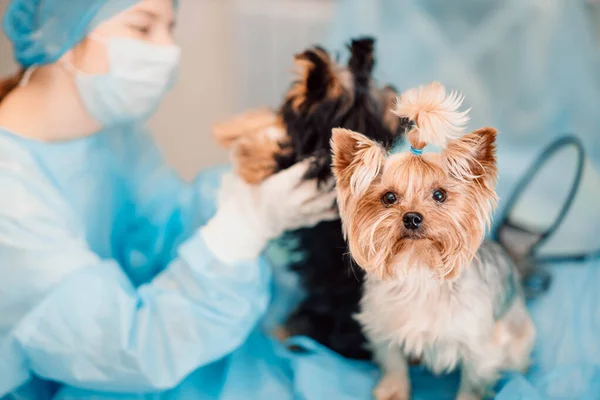 Yorkshire Terrier dog in a veterinary clinic.