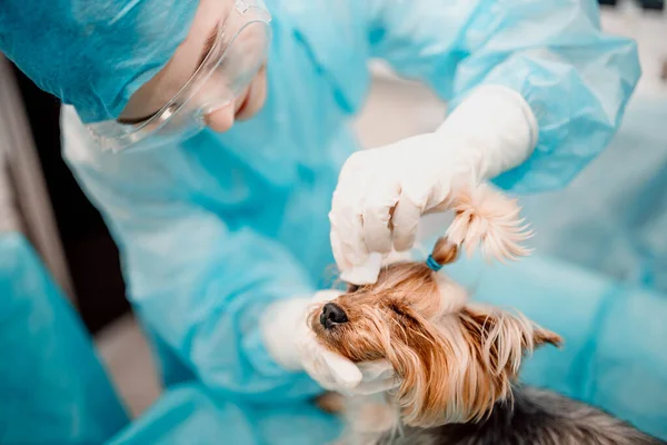 Yorkshire Terrier Perro Una Clínica Veterinaria Médico Trata Los Ojos — Foto de Stock