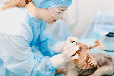 Yorkshire Terrier köpeği veteriner kliniğinde, kadın veteriner doktor köpeğin gözlerini temizler..