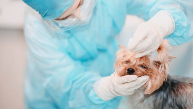 Veteriner kliniğinde köpek Yorkshire Teriyeri