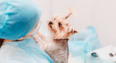 Veteriner kliniğindeki tatlı Yorkshire Terrier köpeği bir kadın veteriner tarafından muayene ediliyor. Hayvan bakımı, hastalık önleme.