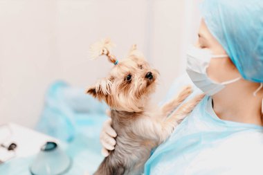 Veteriner kliniğindeki tatlı Yorkshire Terrier köpeği bir kadın veteriner tarafından muayene ediliyor. Hayvan bakımı, hastalık önleme.