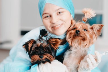Veteriner kliniğindeki küçük köpekler.