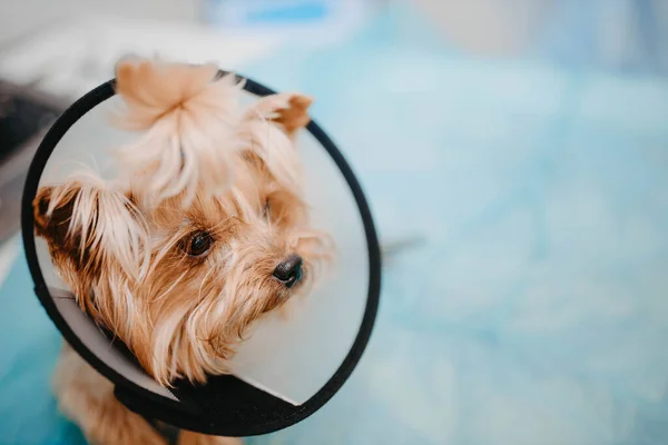 Yorkshire Terrier Cão Uma Coleira Proteção Uma Clínica Veterinária — Fotografia de Stock