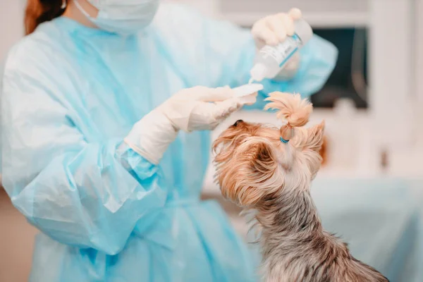 Cute Yorkshire Terrier dog in a veterinarian clinic being examined by a female veterinarian. Pet care, disease prevention.