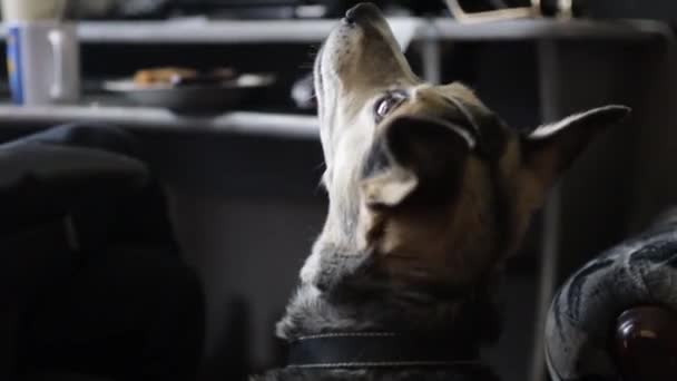 Hond Kijken Naar Voedsel Thuis Huisdier Training — Stockvideo