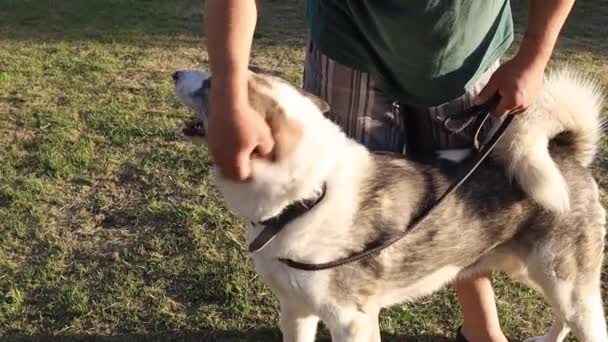 Imagens Cão Treinado Gramado — Vídeo de Stock