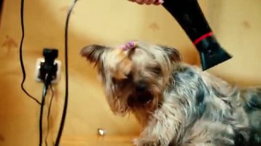 Yorkshire Teriyer saçını kurutan kadının banyo üstüne kurutma makinesi görüntüleri.