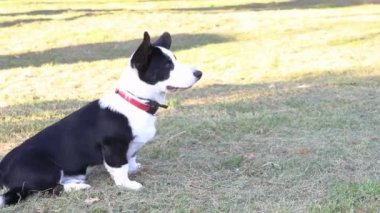 Köpek çimenlerde oturuyor, hayvan eğitimi alıyor..