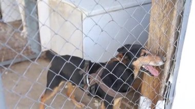 Hayvan barınağındaki sevimli köpek görüntüleri dinleniyor.