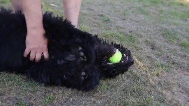 Köpek çimenlerde oynuyor, hayvan eğitimi alıyor..