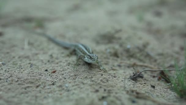 Closeup Footage Little Lizard Ground — Stock Video