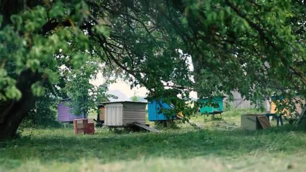 Vista Fazenda Abelhas Fora Cidade — Vídeo de Stock