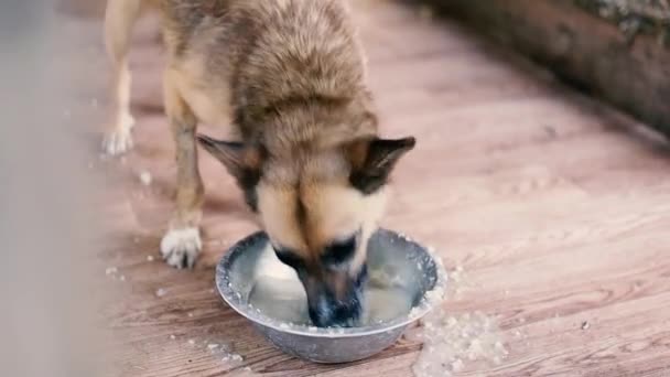 Hond Die Eten Eet Uit Kom Kamer — Stockvideo