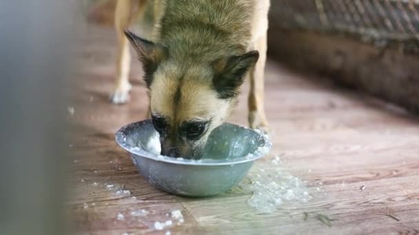 Hond Die Eten Eet Uit Kom Kamer — Stockvideo