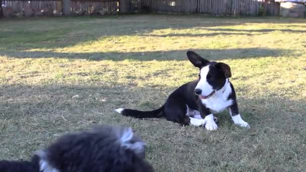 Cães Brincando Grama Pet Training — Vídeo de Stock
