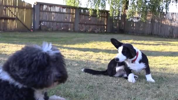 Chiens Jouant Dans Herbe Dressage Des Animaux — Video