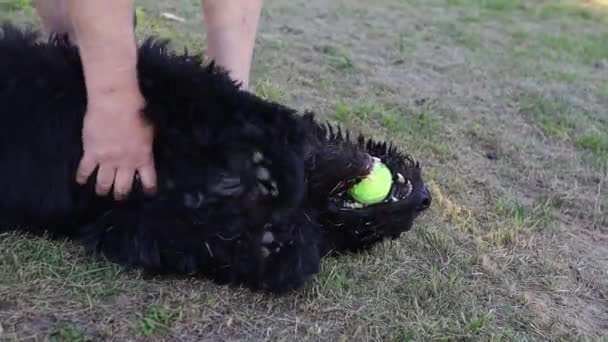 Pies Bawiący Się Trawie Trening Zwierząt Domowych — Wideo stockowe