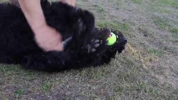 Hond Spelen Het Gras Huisdier Training — Stockvideo