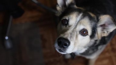 Evde köpek bakıcılığı, hayvan eğitimi..