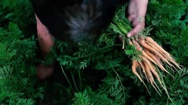 Sebze bahçesinden taze havuç toplayan bir kadın.