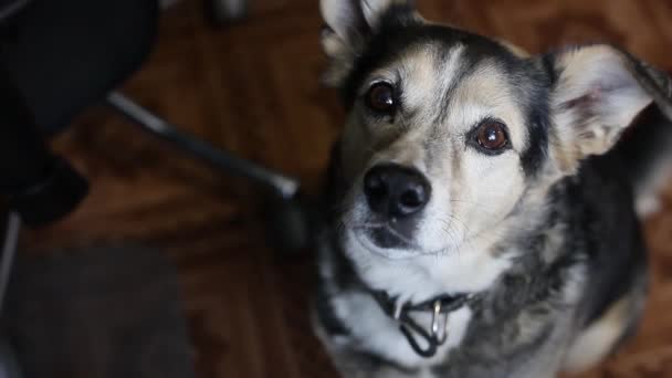 Pies Oglądanie Jedzenia Domu Trening Zwierząt Domowych — Wideo stockowe