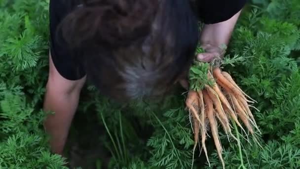 Femme Récolte Les Jeunes Carottes Potager — Video