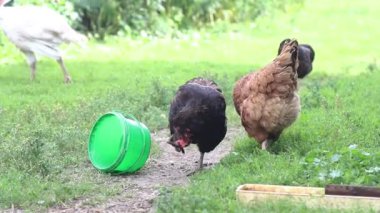 poultry walking in the backyard