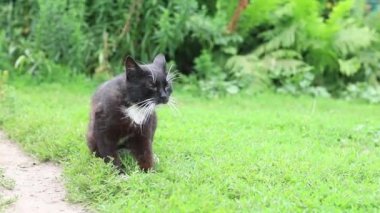 Çimlerde yürüyen kedi görüntüleri.