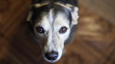 Evde köpek bakıcılığı, hayvan eğitimi..