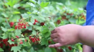 Kırmızı kuşüzümü çalısı yaz ışığında 