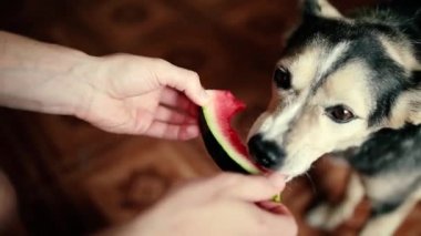 Evde karpuz yiyen köpek, hayvan eğitimi..