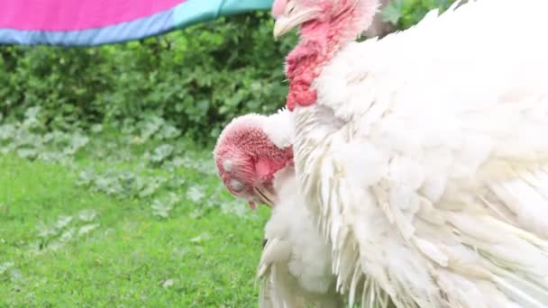 Poultry Walking Backyard — Stok Video