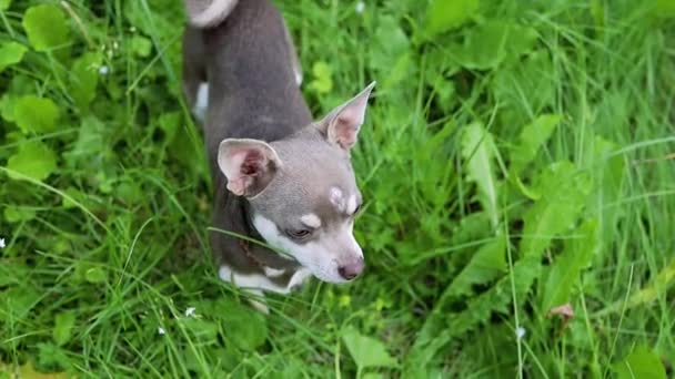 Hond Spelen Het Gras Huisdier Training — Stockvideo