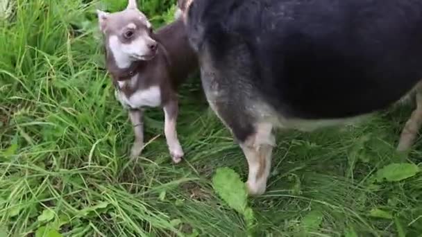 Honden Spelen Het Gras Huisdier Training — Stockvideo