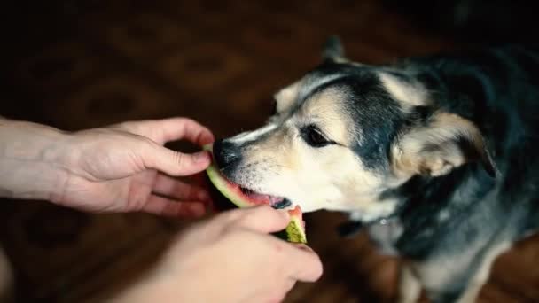 Hond Eten Watermeloen Thuis Huisdier Training — Stockvideo