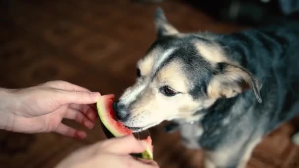 Hond Eten Watermeloen Thuis Huisdier Training — Stockvideo