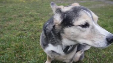 Şirin köpek izleme ve hayvan eğitiminin yakın çekim görüntüleri..