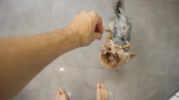 Imagens Homem Dando Terrier Gostoso — Vídeo de Stock